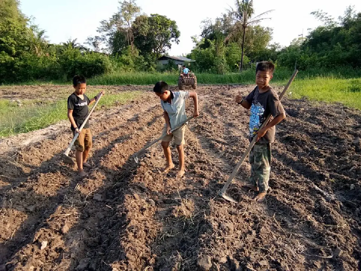 น่ารักสุดๆ "ผลงานของเด็กโรงทานเชษฐ์" เด็กๆ ขยันขันแข็ง ร่วมกันทำไร่ ปลูกพืช ตามพี่เชษฐ์ สไมล์บัฟฟาโล นักดนตรีดัง ผู้ผันตัวสู่ชีวิตพอเพียง