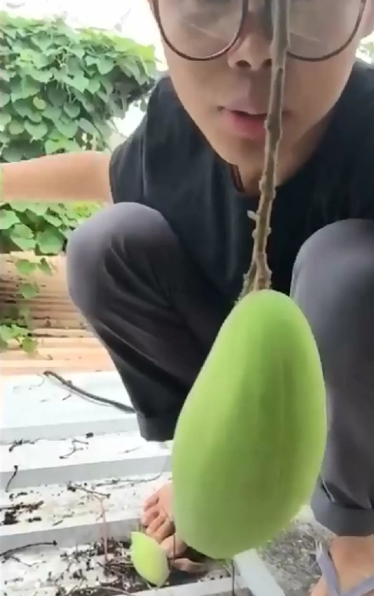 เล่นงี้จริงดิ!! โซเชียลเม้นต์กระหน่ำ หนุ่มปีนต้นมะม่วงข้างบ้าน เจ้าของติดป้ายห้ามเด็ด แต่ใช้วิธีอื่น..เอามานั่งกินสบายใจ  งานนี้อาจฮาไม่ออก