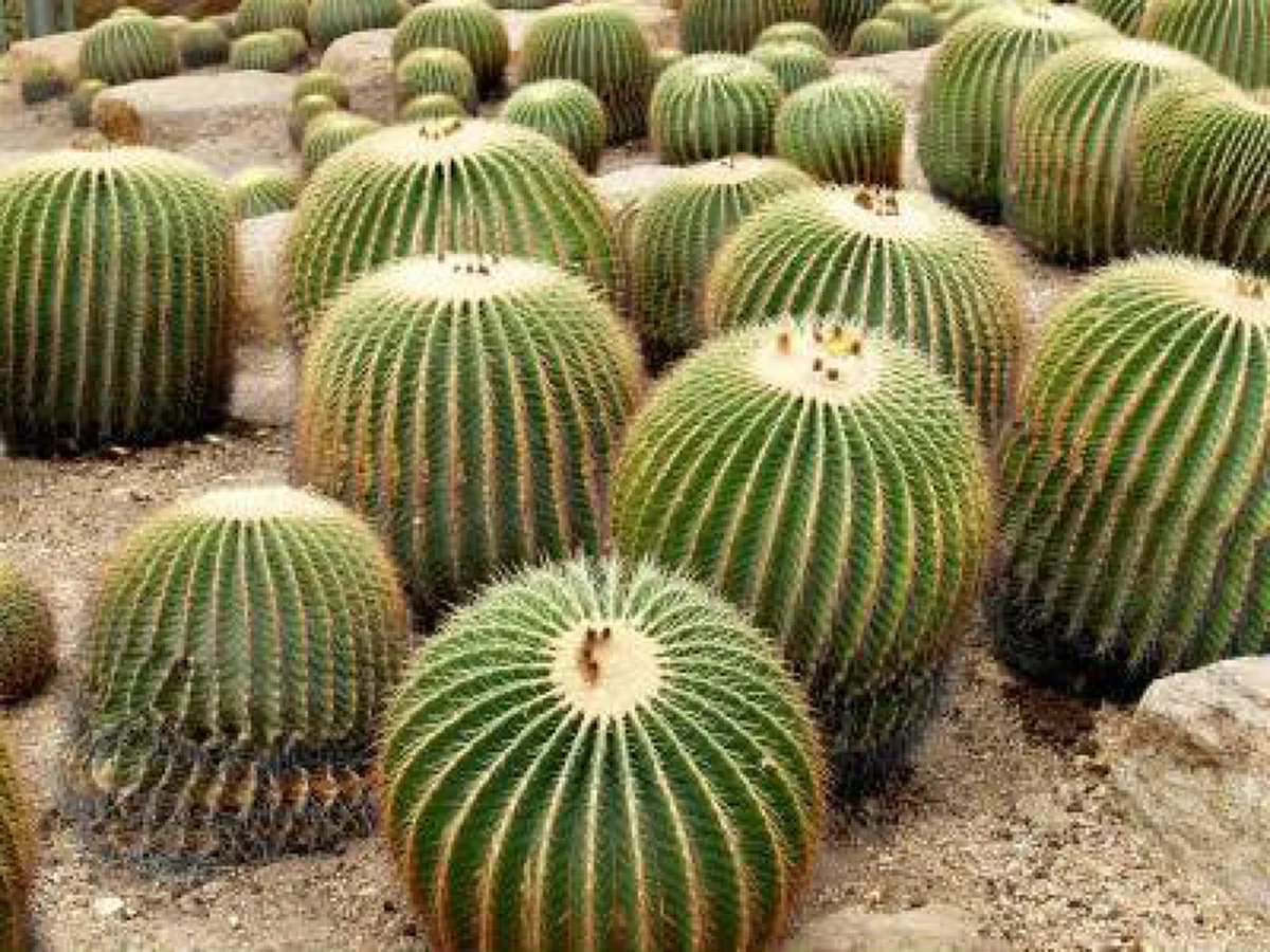 รีบปลูกไว้..ดีทั้งครอบครัว "๒๐ ต้นไม้มงคล"เชื่อว่าหากบ้านใดปลูกต้นไม้มงคลในบ้าน จะส่งผลให้ผู้ที่อยู่อาศัยในบ้านได้รับมงคลตามไปด้วย..