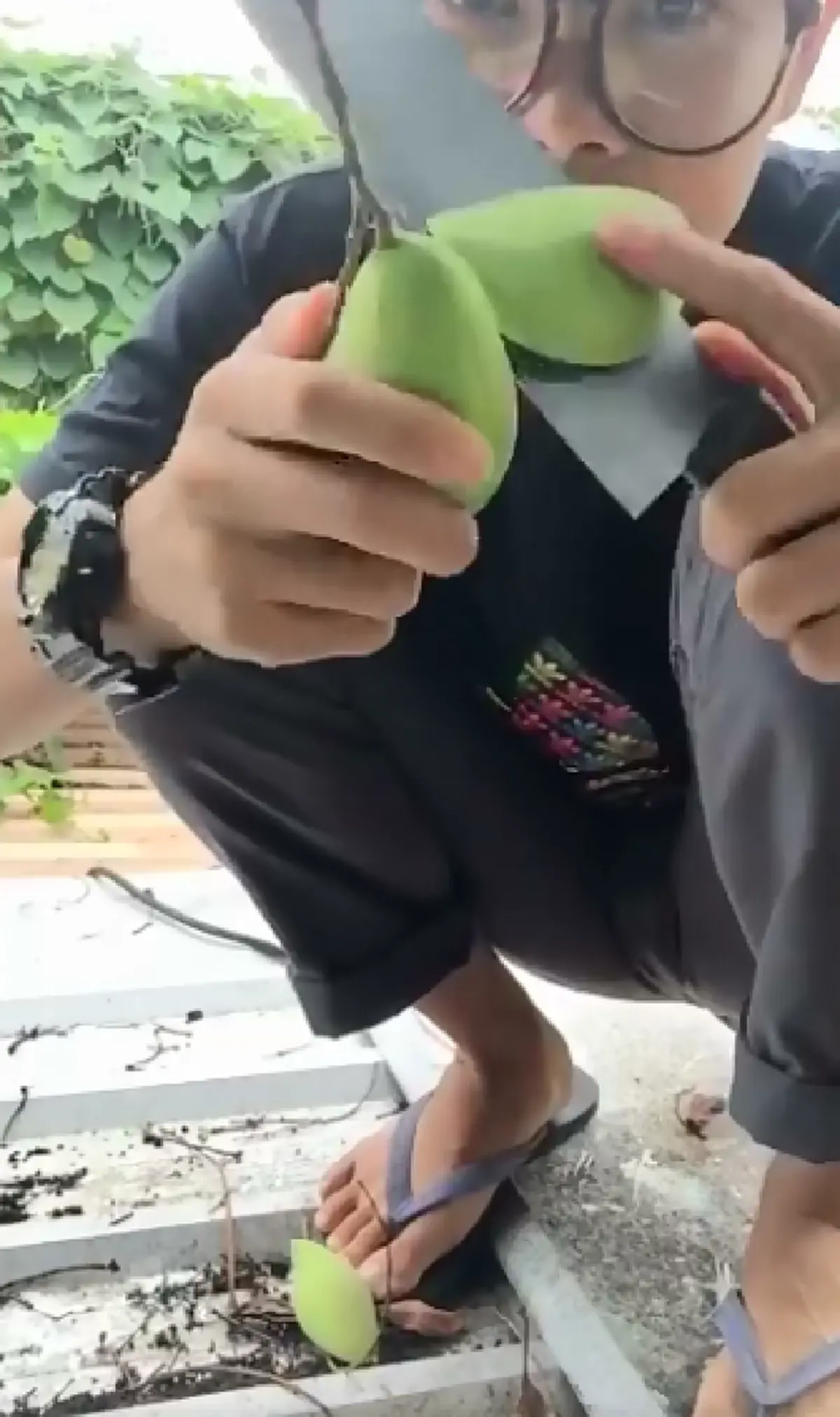 เล่นงี้จริงดิ!! โซเชียลเม้นต์กระหน่ำ หนุ่มปีนต้นมะม่วงข้างบ้าน เจ้าของติดป้ายห้ามเด็ด แต่ใช้วิธีอื่น..เอามานั่งกินสบายใจ  งานนี้อาจฮาไม่ออก