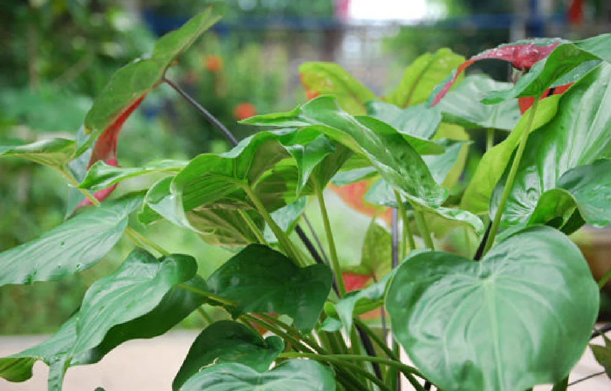 รีบปลูกไว้..ดีทั้งครอบครัว "๒๐ ต้นไม้มงคล"เชื่อว่าหากบ้านใดปลูกต้นไม้มงคลในบ้าน จะส่งผลให้ผู้ที่อยู่อาศัยในบ้านได้รับมงคลตามไปด้วย..