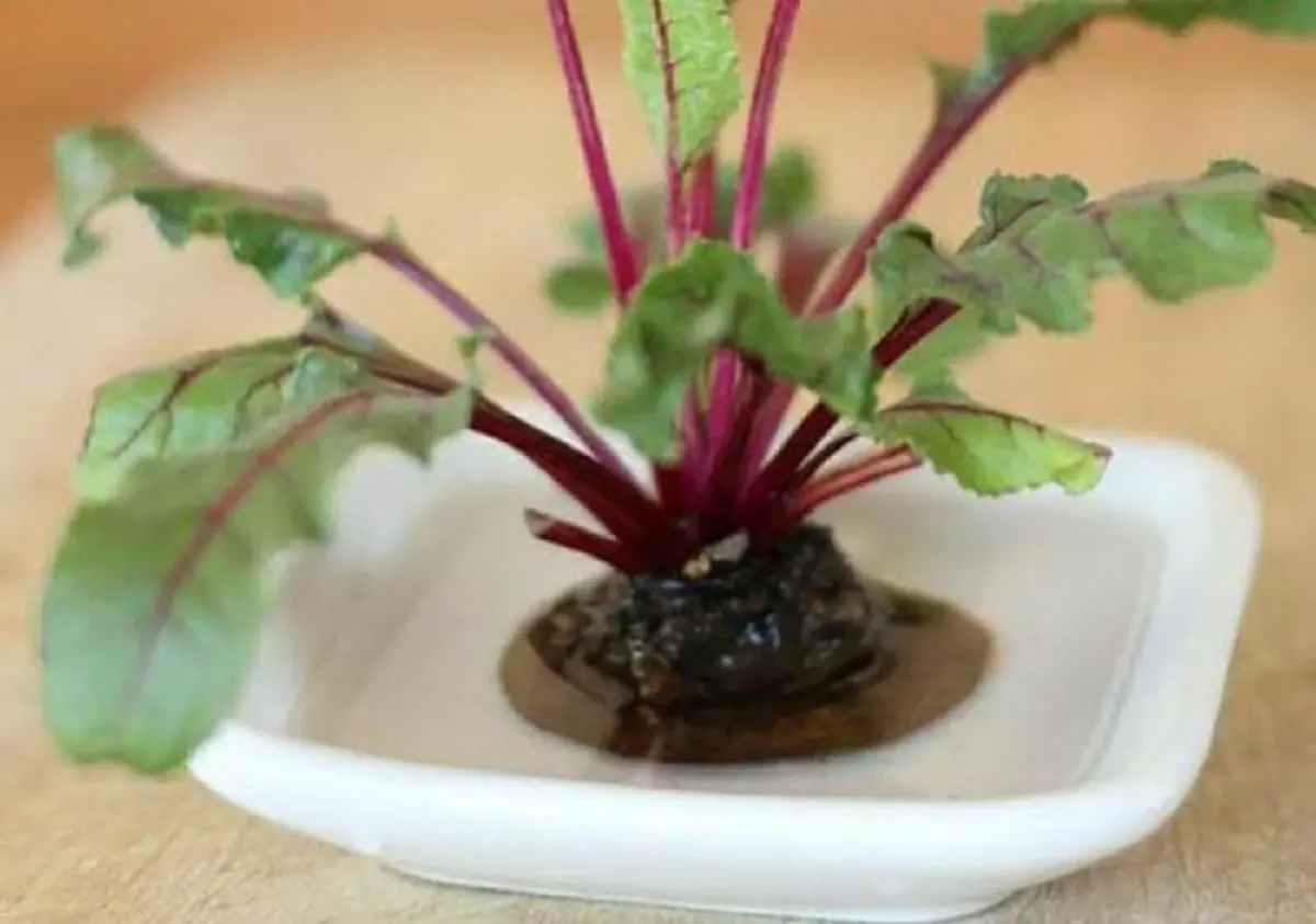 ห้ามทิ้ง! เศษผัก 18 ชนิด สามารถนำมาปลูกซ้ำได้ ประหยัดเงิน แถมทำง่ายนิดเดียว!!!