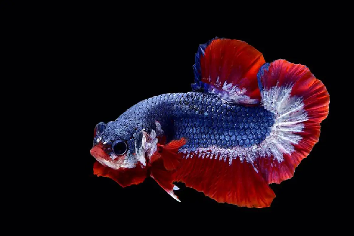 เผยโฉม!! "เจ้าไตรรงค์ 2" ปลากัดลายธงชาติไทย ความสวยงามที่ประเมินค่าไม่ได้ ฝีมือคนไทยไม่แพ้ชาติใดในโลก!!