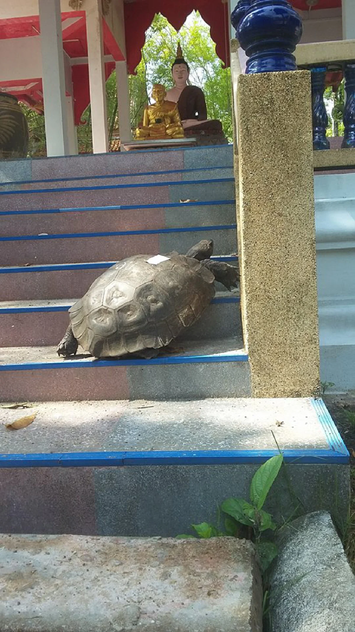 อัศจรรย์ใจยิ่ง!! ภาพเต่าตัวใหญ่คลานขึ้นบันไดศาลา"วัดสวนขัน" เมืองนครฯ จบคำชาวบ้านเล่าเหตุ ถึงยกมือสาธุ "หลวงพ่อท่านคล้าย" !?? (ชมคลิป)