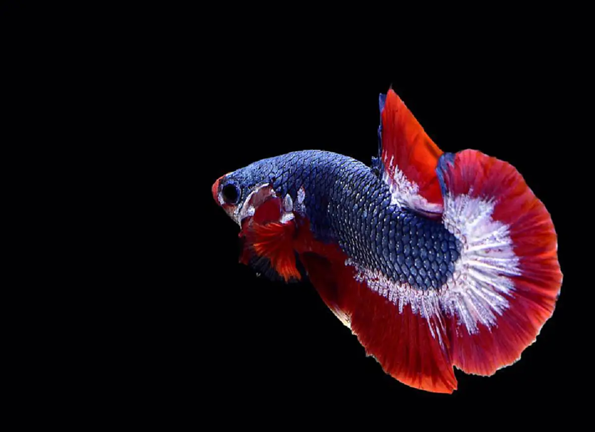 เผยโฉม!! "เจ้าไตรรงค์ 2" ปลากัดลายธงชาติไทย ความสวยงามที่ประเมินค่าไม่ได้ ฝีมือคนไทยไม่แพ้ชาติใดในโลก!!