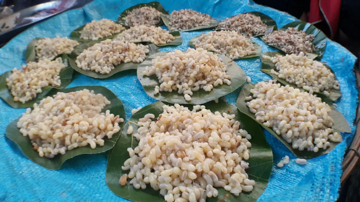 สุดอร่อย!!!ไข่มดแดง...อาหารพื้นบ้านราคาแพงทางภาคอีสานปรุงได้หลากหลายเมนู!!อ่านกว่าจะได้มาเป็นอาหารกับขบวนการแหย่ไข่มดแดง