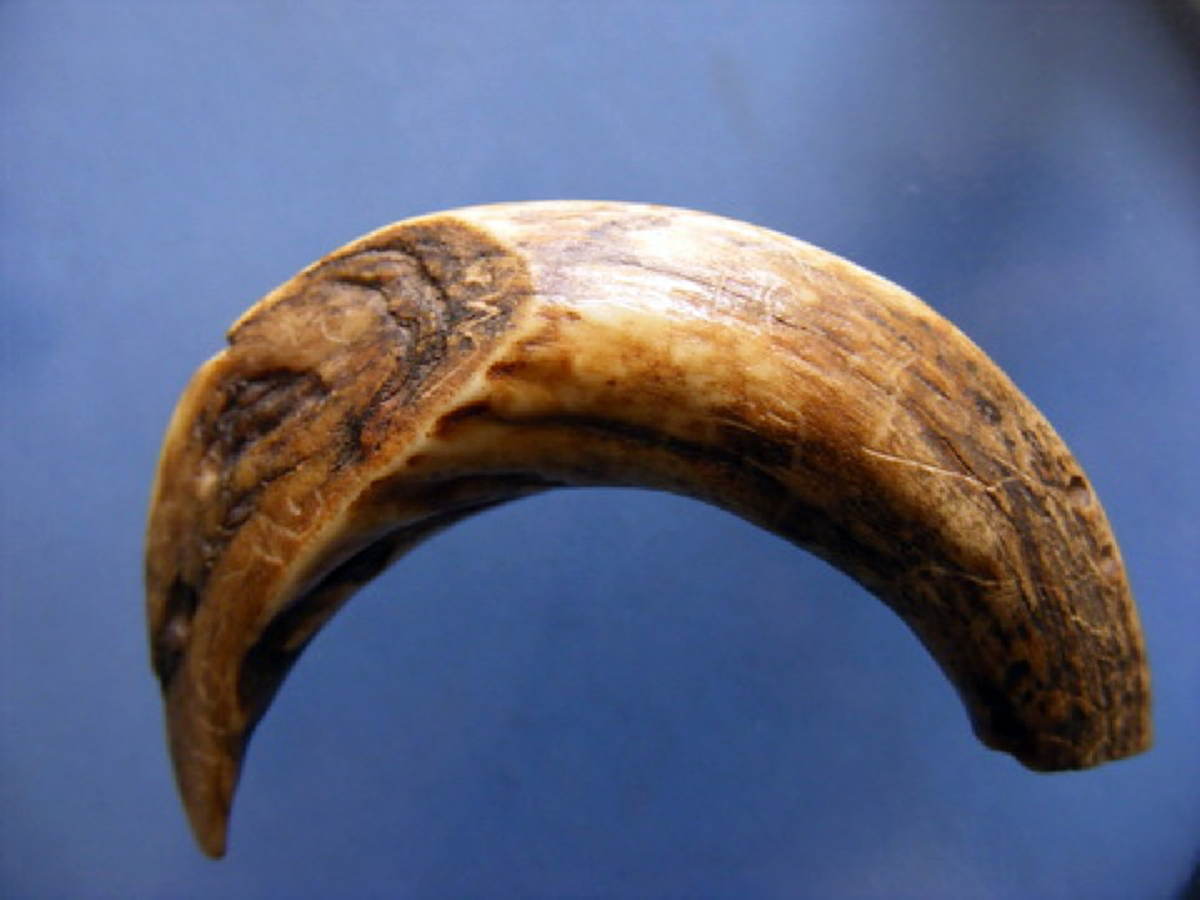 เขี้ยวหมูตัน..ไม่ต้องเสกขลังในตัว แต่ต้องรอหมดอายุขัย ถึงจะใช้ได้ หาไม่ง่ายอย่างที่คิด..มีบอกวิธีดู ก่อนเจอของเลียนแบบ..