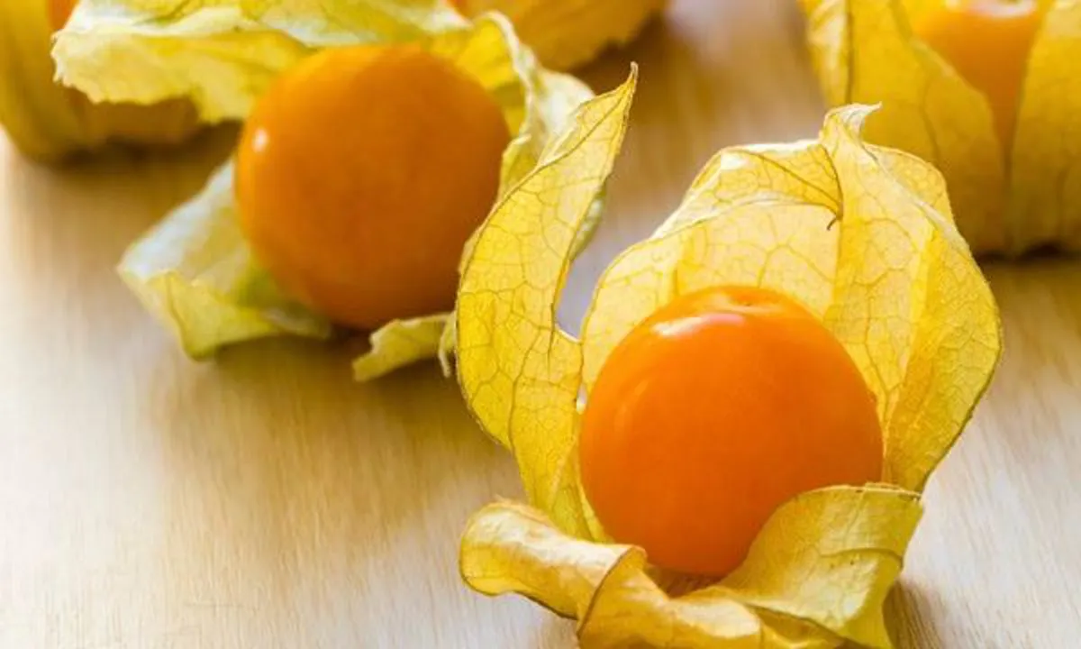 รีบหามาทานด่วน!! “เคพกูสเบอร์รี่” ผลไม้จากชาวดอย ต้านมะเร็ง-หลอดเลือดหัวใจตีบ  หนึ่งในผลผลิตจากมูลนิธิโครงการหลวง