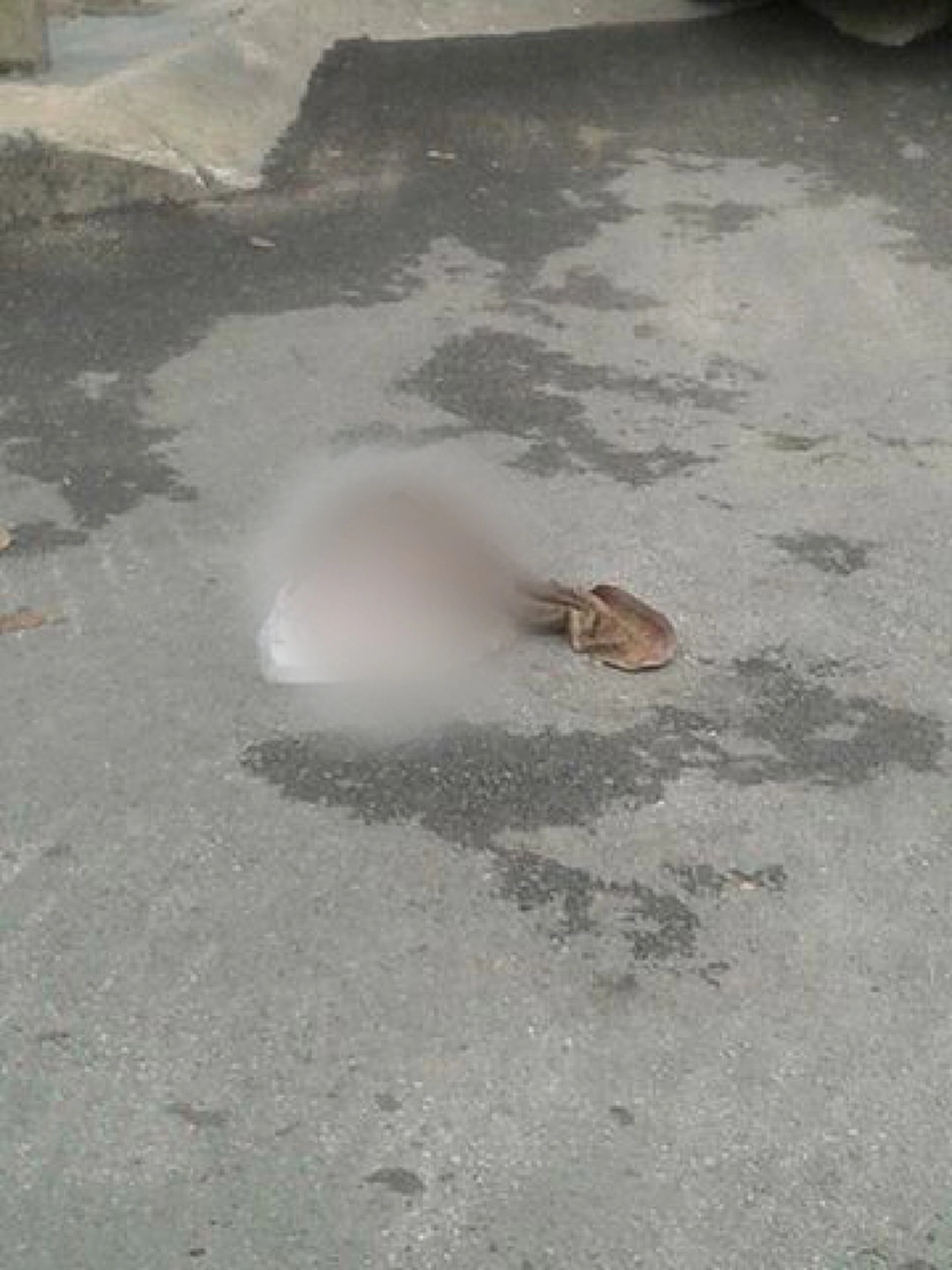 จิตใจโหดร้ายเกินมนุษย์!! จิตสำนึกความเป็นแม่หายไปไหนหมด “พบศพทารก” ทิ้งย่านลาดพร้าว เห็นสภาพแล้วรับไม่ได้ถูกสุนัขแทะสุดเวทนา!?!