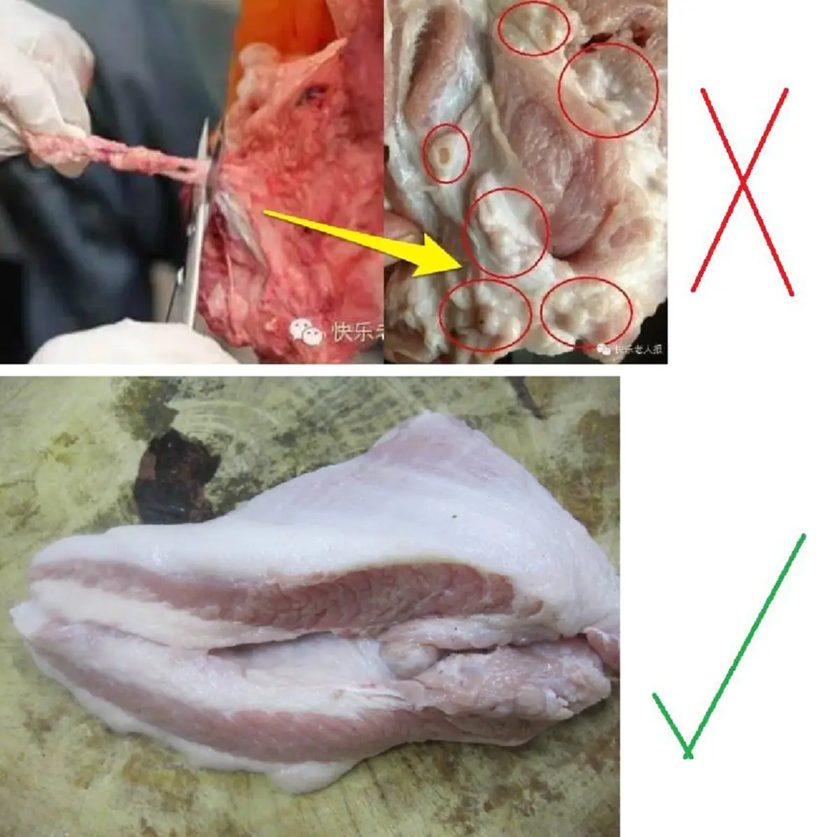 หมูมีต่อมพิษ !?! "เพจดัง" ติดเบรคหลังโซเชียลเตลิด แห่แชร์งดกินคอหมูเพราะ"มีพิษ" ความจริงเป็นอย่างไรอ่านทางนี้! (รายละเอียด)
