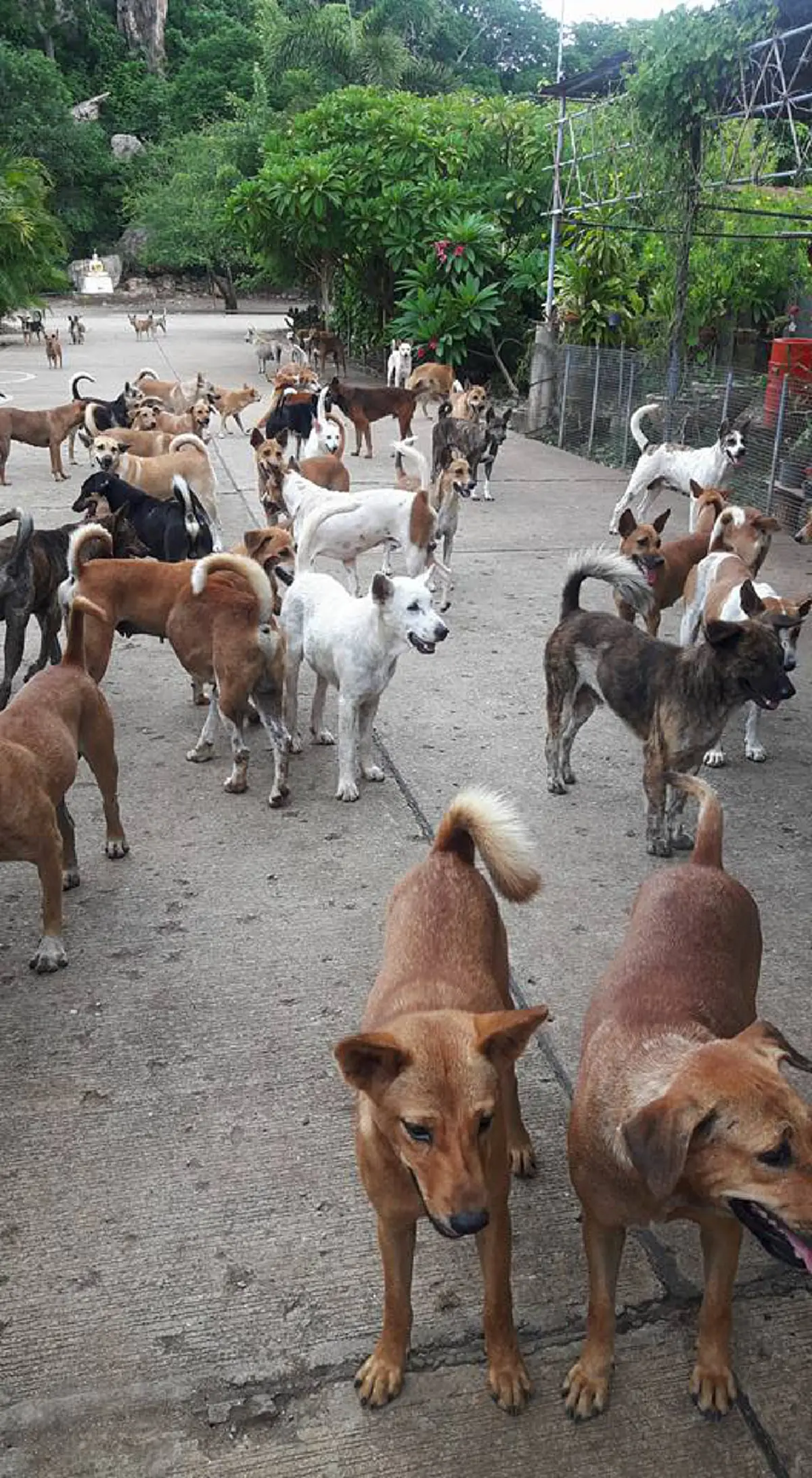 หลวงพ่อสุดยอด! หญิงสาวไปทำบุญที่วัดถึงกับต้องอึ้ง เมื่อพบสุนัขกว่า 200ตัว เชื่อฟังคำสั่ง ห้ามทำร้ายโยม กินข้าวมีระเบียบ ไม่กัดกัน! (มีคลิป)