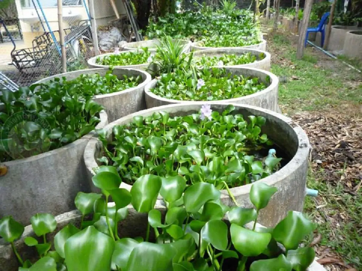 เกษตรกร!!ใครที่กำลังมองหาอาชีพ" มีวิธีเลี้ยงปลาดุกต้นทุนน้อยแต่มีกำไรงาม