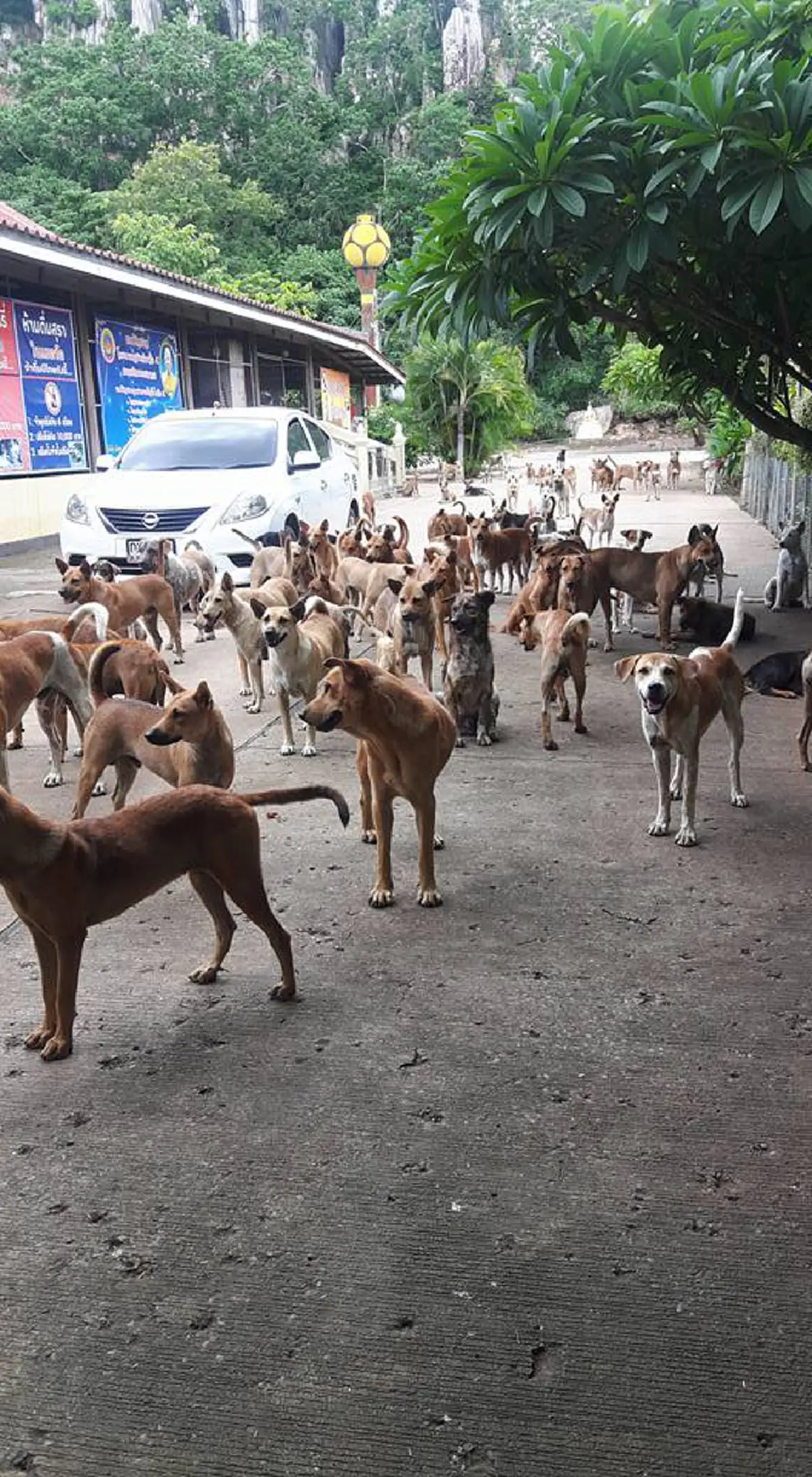 หลวงพ่อสุดยอด! หญิงสาวไปทำบุญที่วัดถึงกับต้องอึ้ง เมื่อพบสุนัขกว่า 200ตัว เชื่อฟังคำสั่ง ห้ามทำร้ายโยม กินข้าวมีระเบียบ ไม่กัดกัน! (มีคลิป)