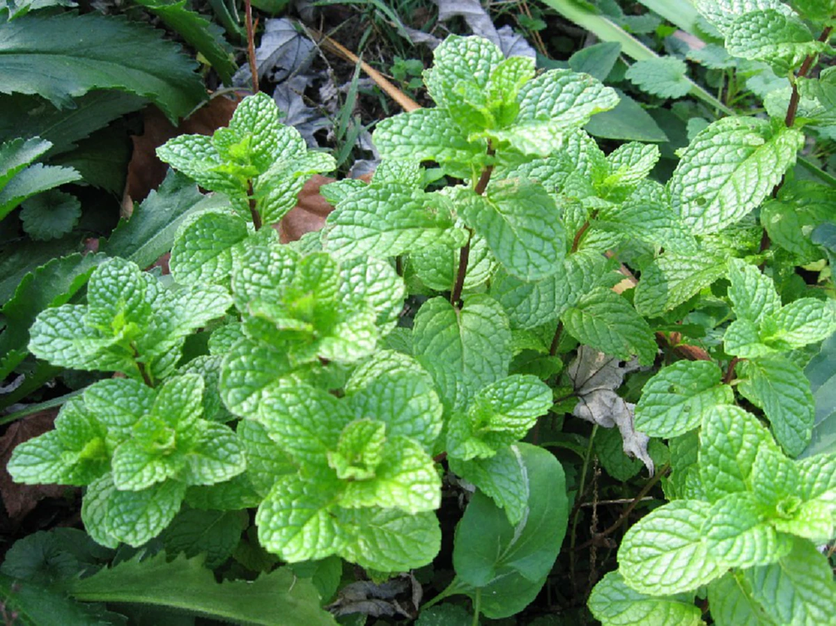 แค่ปลูกผักชนิดนี้ในบ้าน ก็ช่วยไล่หนู และแมลงต่างๆ ให้หายไปได้อย่างง่ายๆ