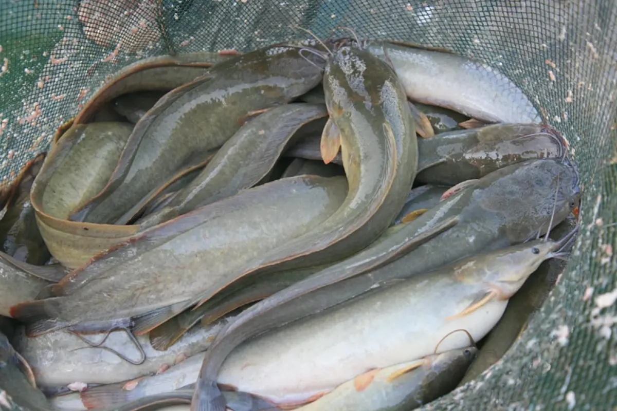 น่าสนใจมาก! เลี้ยงปลาดุกในโอ่ง ช่วยให้โตไว สร้างรายได้งาม เผยเทคนิคการเลี้ยง