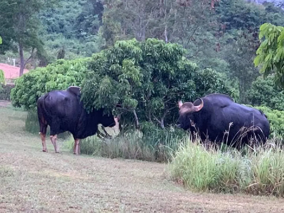 กระทิงป่า 2 ตัว แอบมากินมะม่วง