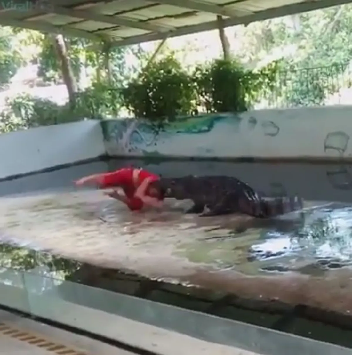 ช็อกทั้งเวที !!! นาทีจระเข้งับหัวครูฝึก โชคดีที่รอดมาได้แบบหวุดหวิด (คลิป)