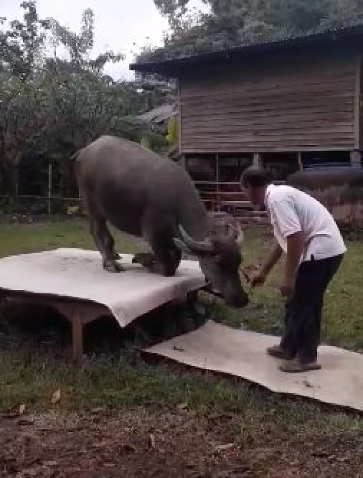 ไผว่าควายโง่ ! ฉีกทุกความเชื่อ "ควายไทย" ฉลาดล้ำ ฝึกได้ แสนรู้ไม่ต่างจากสุนัข (คลิป)