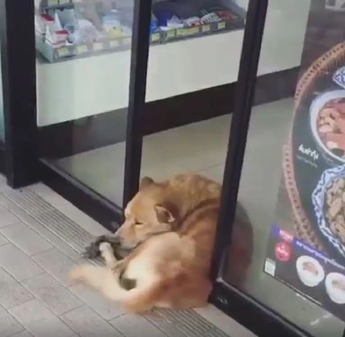 ชักจะเอาใหญ่แล้วนะเอ็ง...คลิปเจ้าตูบขี้เซาปล่อยประตูหนีบแต่ยังนอนหลับได้สบายใจ (คลิป)