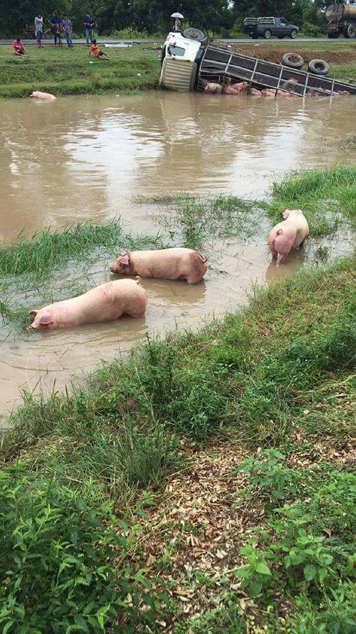 ช่วยหมูไม่ทัน?? สุดสลด!! รถบรรทุกหมูพลิกคว่ำพุ่งดิ่งลงคลอง!! ชาวบ้านแห่มุงดู ร่างศพหมูติดคอกตายเกลื่อนหลายสิบตัว!!?? (รายละเอียด)