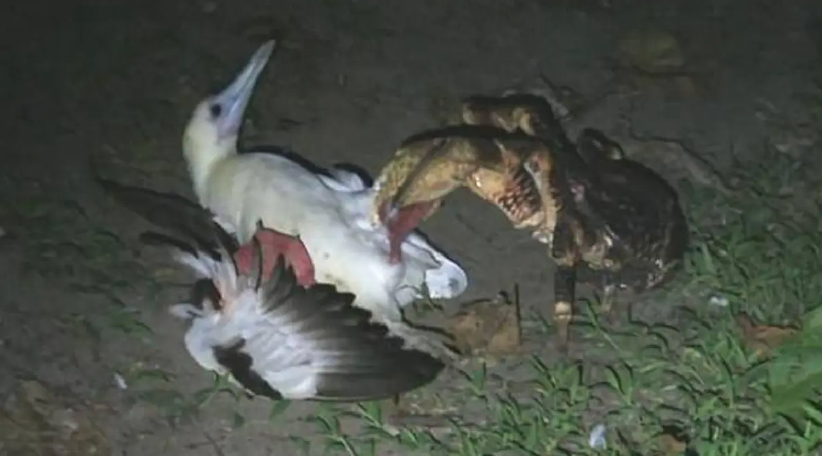 ตะลึงกันทั้งโลก!! "ปูมะพร้าว" กำลังกินนกเป็นอาหาร?? ผลวิจัยชี้ เป็นบางชนิดเท่านั้น! ชาวเน็ตไม่เคยเห็น แห่แชร์สนั่นโซเชียล! (ภาพ)