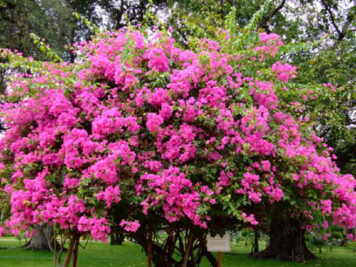 ปลูกไว้ดีแน่!!  6 ดอกไม้มงคล ตามความเชื่อปลูกแล้วดี บ้านคุณมีหรือยัง!