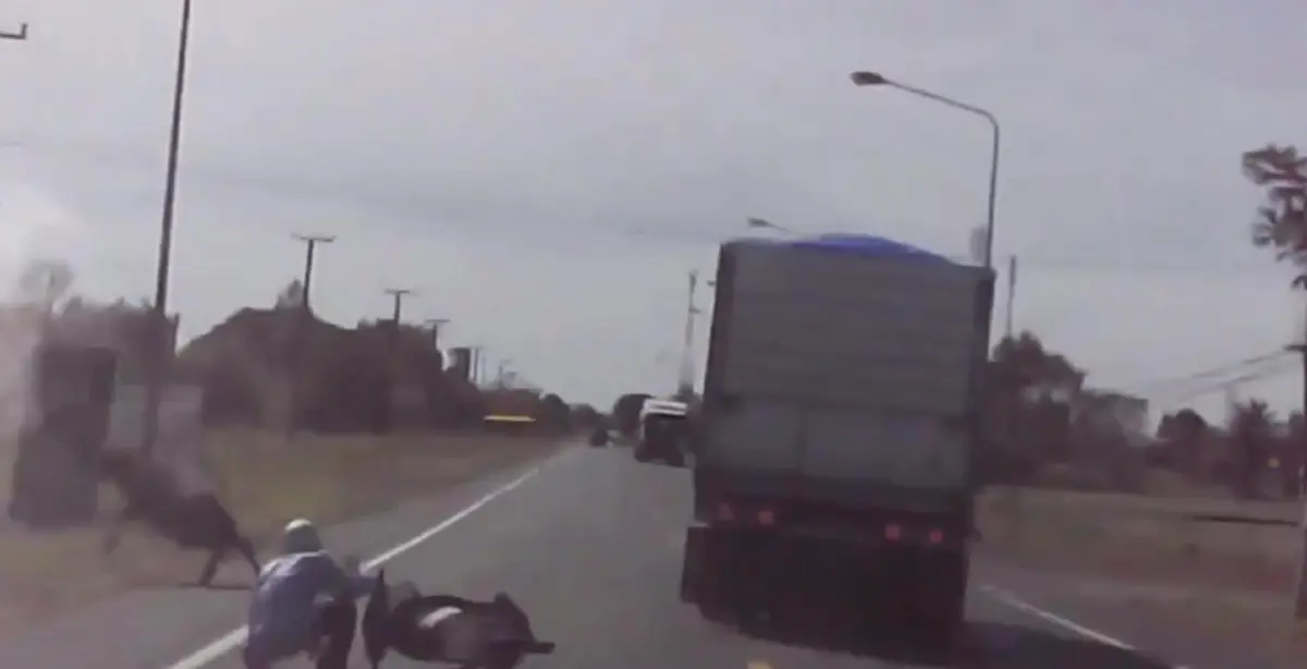 เกือบไปเเล้วจริงๆ!! รถบรรทุกกำลังวิ่งอยู่บนถนนดีดี จู่ๆ &quot;ลูกควาย&quot; จะวิ่งตัดหน้ารถ สิบล้อตัดสินใจเด็ดขาดทันที พีคหัวใจ!! (ชมคลิป)