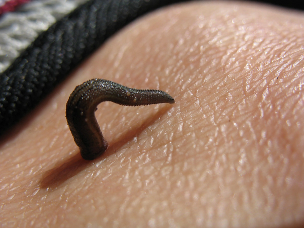 อ้วกแทบพุ่ง!! เอาจริงดิ?? 10 อันดับ แมลงประหลาดที่กินได้เพื่อความอยู่รอด!! ใครเคยกินตัวไหนบ้าง?? (รายละเอียด)