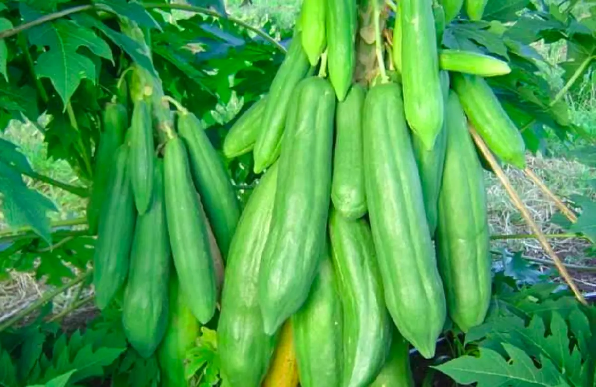 ชี้ทางรวย!! "มะละกอทำสาว" ลูกดก ต้นเตี้ย กำไรดี โดยไม่ต้องปลูกใหม่ ต้องหามาปลูกบ้างแล้ว #เเชร์เก็บไว้เลย