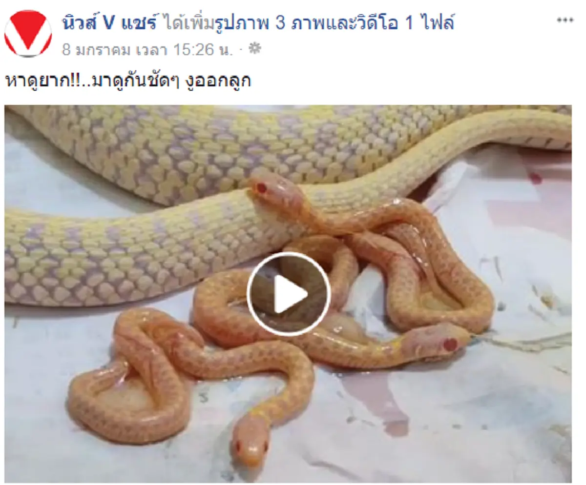 เกิดมาเพิ่งเคยเห็น!! คลิปหาดูยากม วินาทีระทึก...งูออกลูก งานนี้ทำตะลึงอ้าปากค้าง หลายคนเข้าใจผิดมาทั้งชีวิต!? (คลิป)