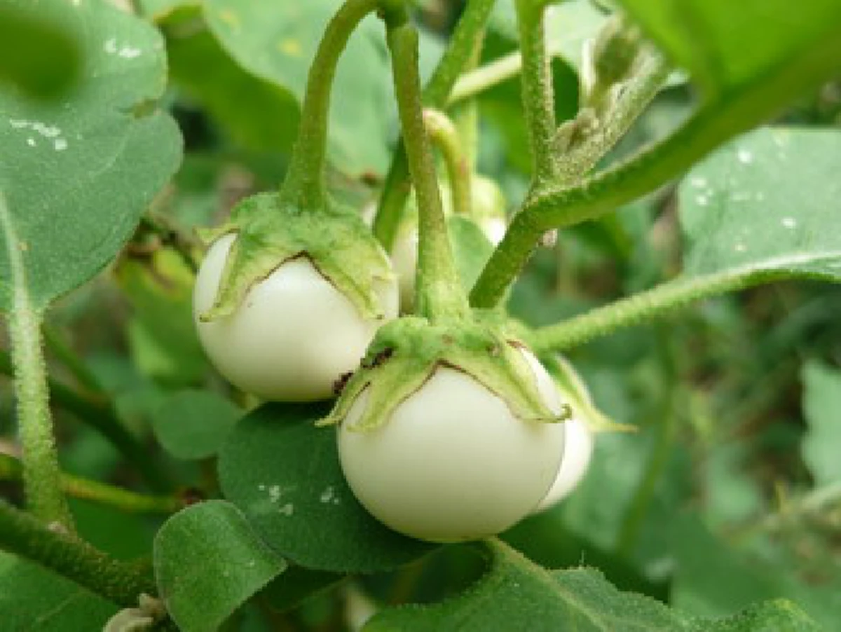 อย่าเลื่อนผ่าน! "มะเขือเปราะ" ผักพื้นบ้านใช้ทำอาหารก็อร่อย แต่สรรพคุณเทียบชั้นยาราคาแพง ทำให้สุขภาพดีเเบบคาดไม่ถึง แชร์เก็บไว้เลย!!