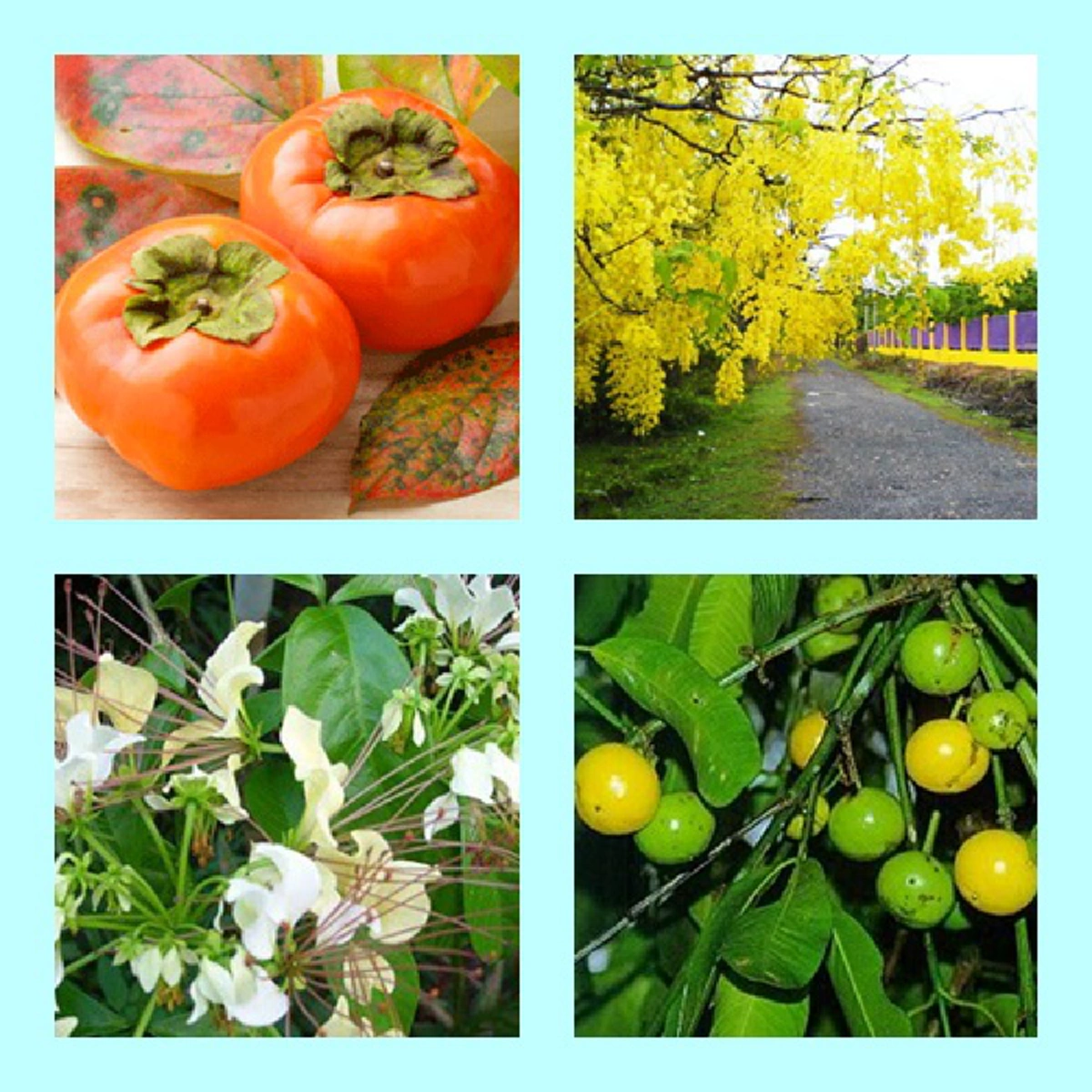 รู้แล้วรีบหามาปลูกด่วน!!  ต้นไม้มงคล 8 ทิศ โบราณเชื่อชีวิตจะเจริญรุ่งเรือง