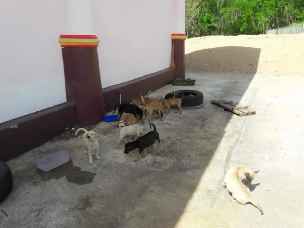 คนรักสัตว์ว่าไง?! "Set Zero" เริ่มแล้วปศุสัตว์วางยาเบื่อ "ฆ่าล้างบาง" กระทำต่อหน้าเยาวชนที่เมตตาช่วยกันเลี้ยงดูสุนัข นครศรีธรรมราชที่แรก!!