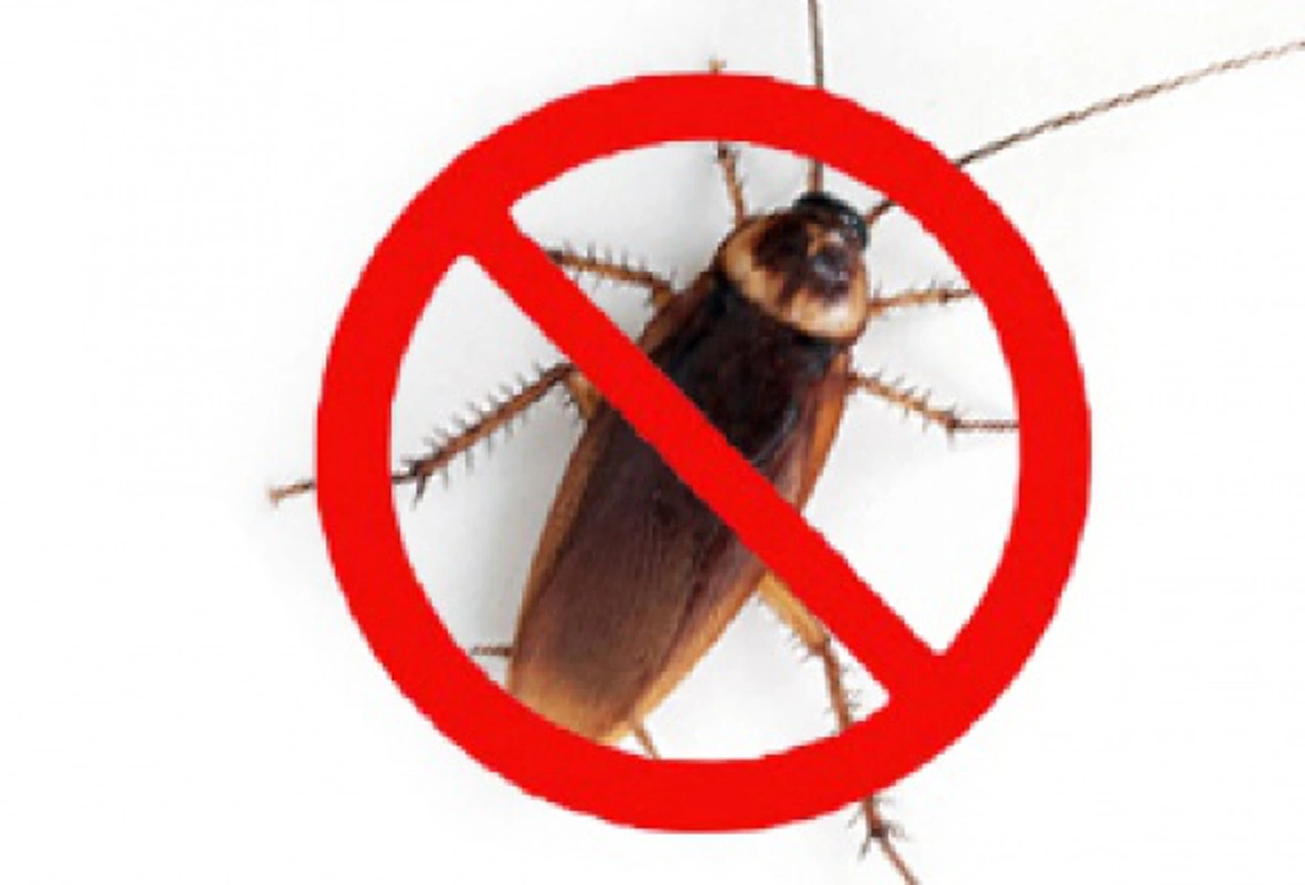 มีเคล็ดลับมากบอก!!! วิธีกำจัดแมลงสาบแบบง่าย ๆ ทำ  ครั้งเดียวตายยกรัง ดูเลย!!!