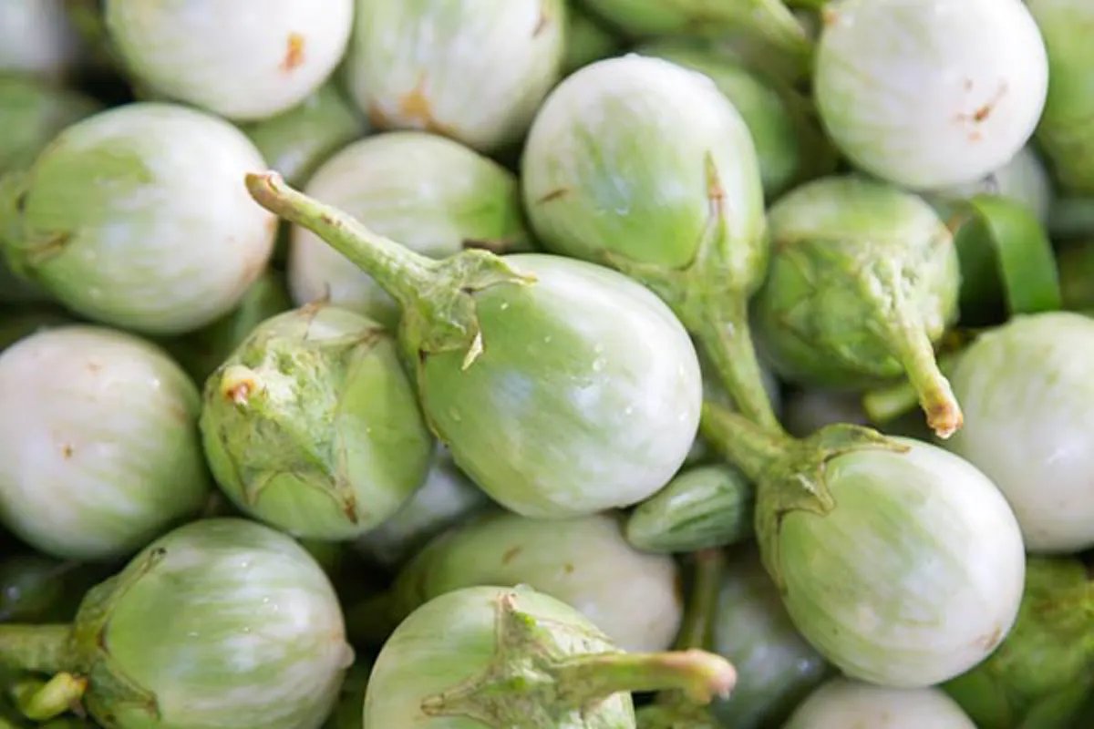 ผลของมะเขือเปราะ