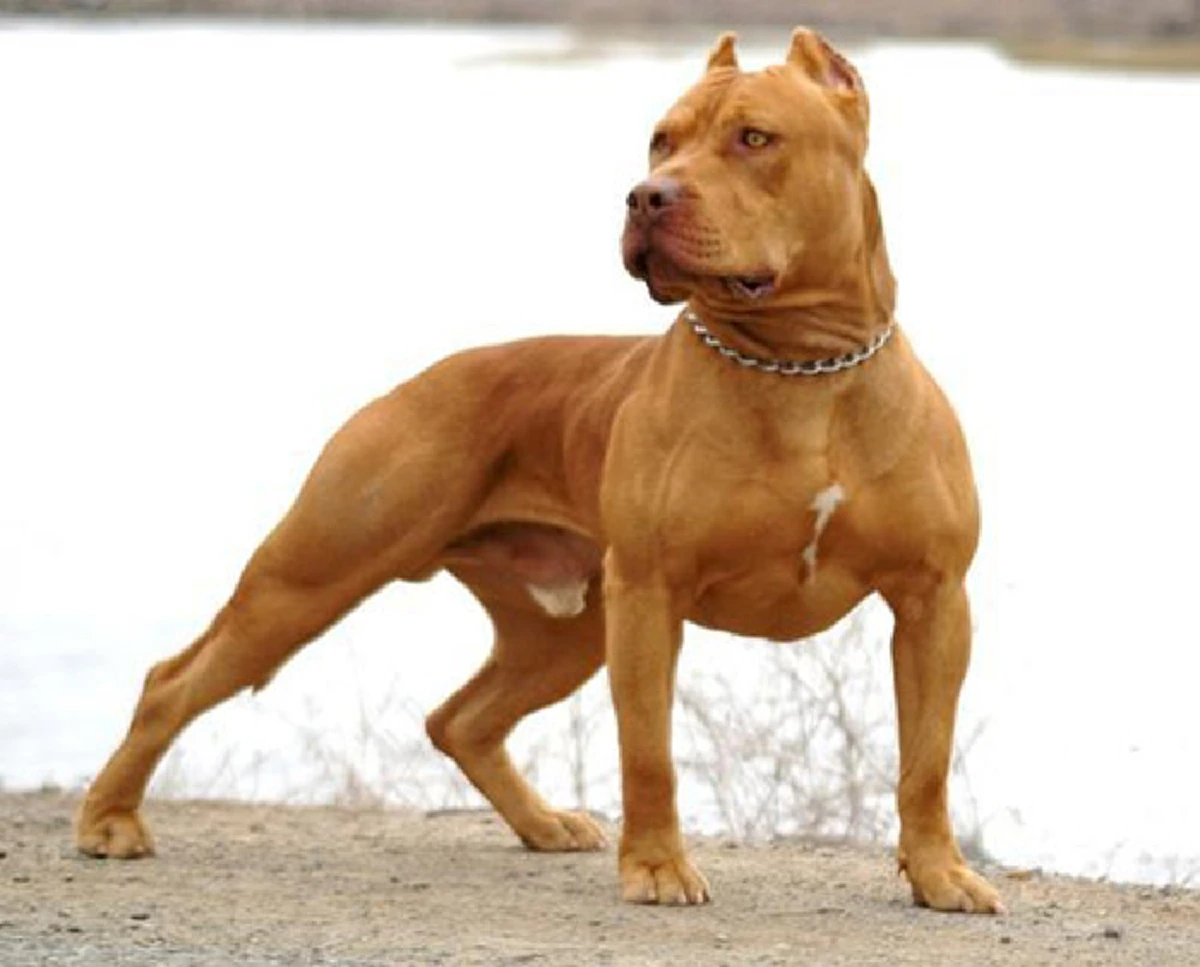 เอาตัวรอดด้วยวิธีที่ง่าย ๆ เมื่อต้องเจอกับเจ้าพิทบูลสุนัขสายพันธุ์โหด !!