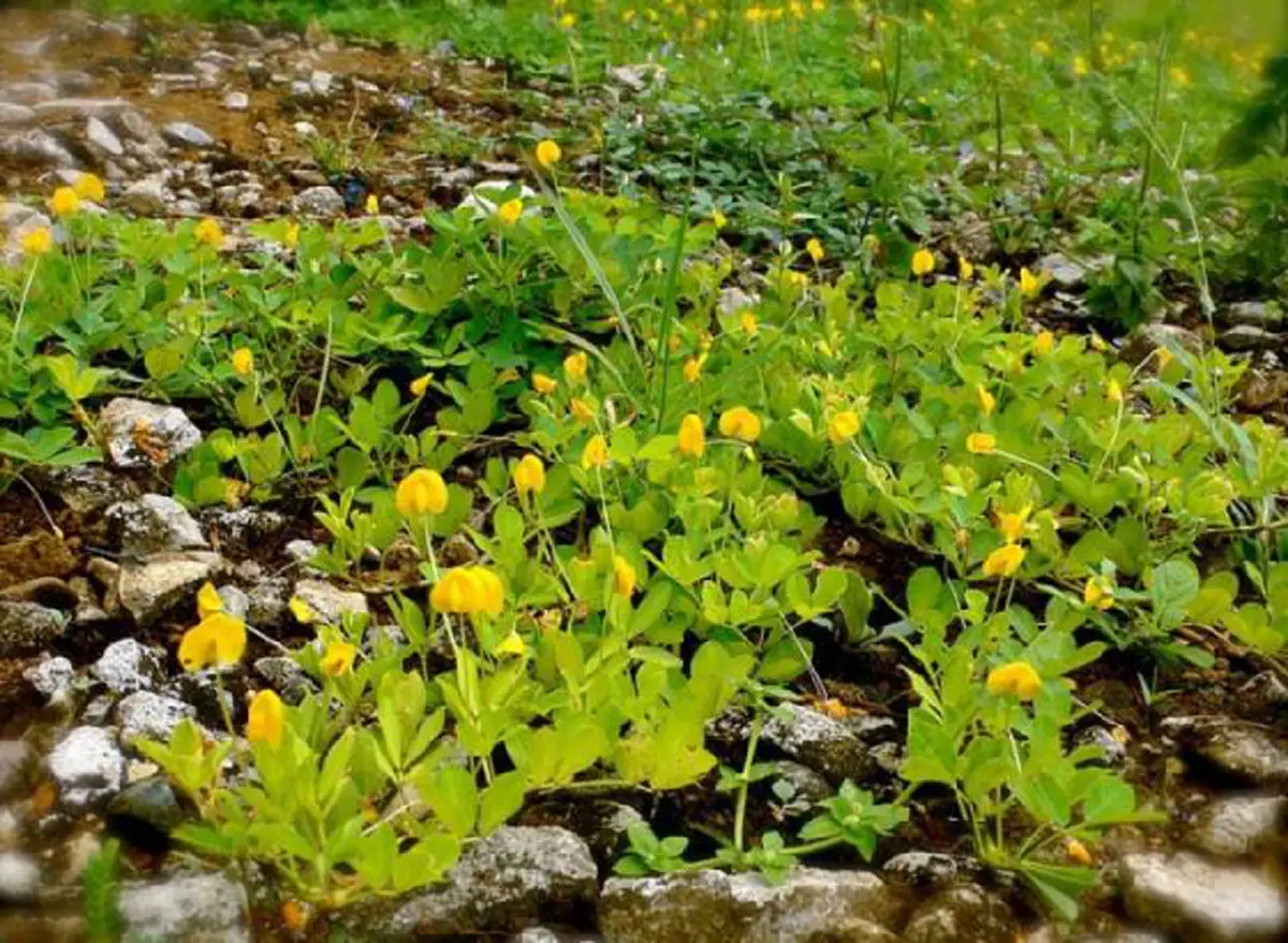 #รู้หรือไม่!! “พืชผักผลไม้” 20 ชนิด ก่อนจะมาเป็นอาหาร มันเคยมีหน้าตา แบบนี้มาก่อน เห็นแล้วถึงกับขยี้ตารัวๆ !! (ชมภาพ)