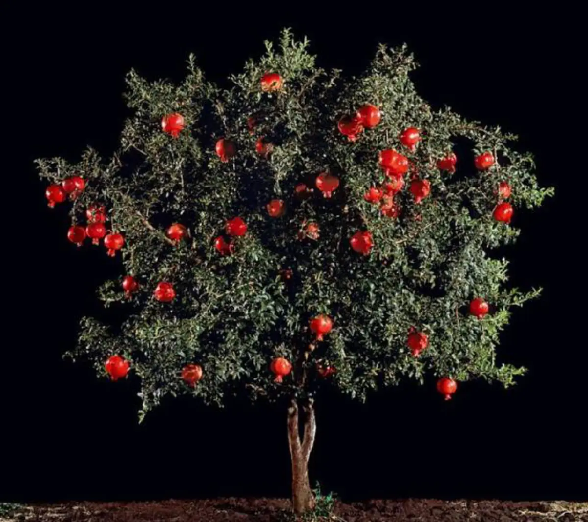 #รู้หรือไม่!! “พืชผักผลไม้” 20 ชนิด ก่อนจะมาเป็นอาหาร มันเคยมีหน้าตา แบบนี้มาก่อน เห็นแล้วถึงกับขยี้ตารัวๆ !! (ชมภาพ)