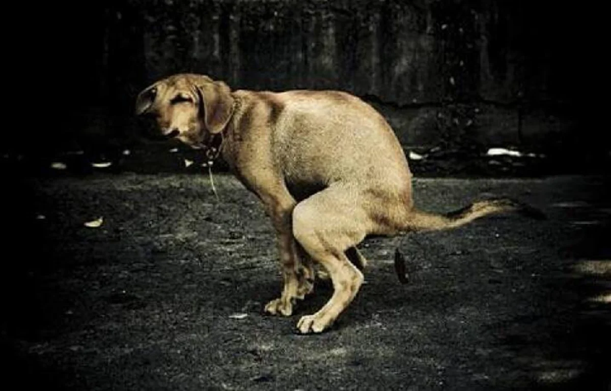 โง่มาตั้งนาน!!! ป้องกันหมาขี้หน้าบ้าน แค่ทำแบบนี้หน้าบ้านก็จะสะอาด