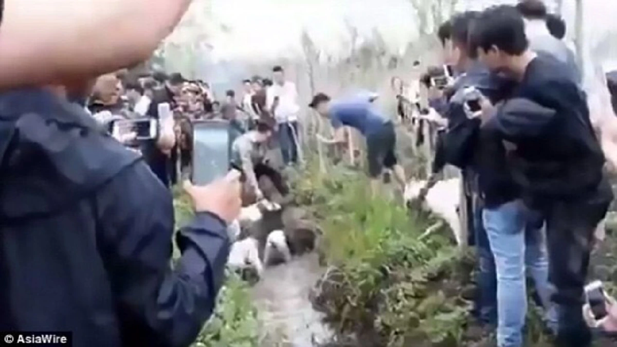 ร้องด้วยความเจ็บปวด!! โชว์สุดโหดในเวียดนามปล่อย "พิทบูล" รุมขย้ำ "หมูป่า" ก่อนถูกฉีกเป็นชิ้นๆ ท่ามกลางเสียงเชียร์นับร้อย!!(คลิป)
