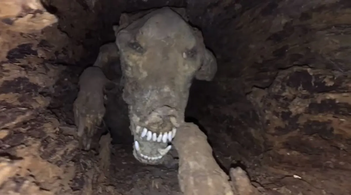 ตะลึงต่างแดน !!! ตัดต้นไม้เตรียมทำซุงแต่ดันเจอ "ซากมัมมี่หมา" ปรากฏข้างใน อยู่นานถึง 20 ปี (มีคลิป)