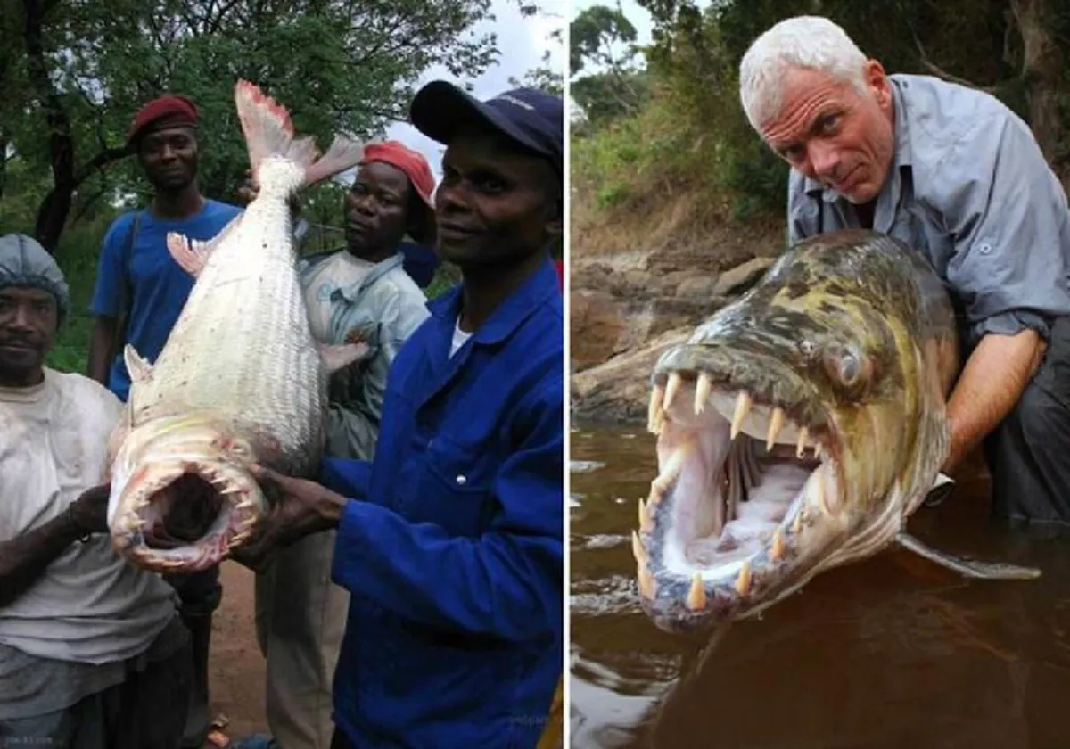 ตะลึงต่างแดน! เย่อปลาริมโขดหิน ดึงขึ้นมาถึงกับผงะ เจอปลา "มีเขี้ยว" เต็มปาก (ชมคลิป)