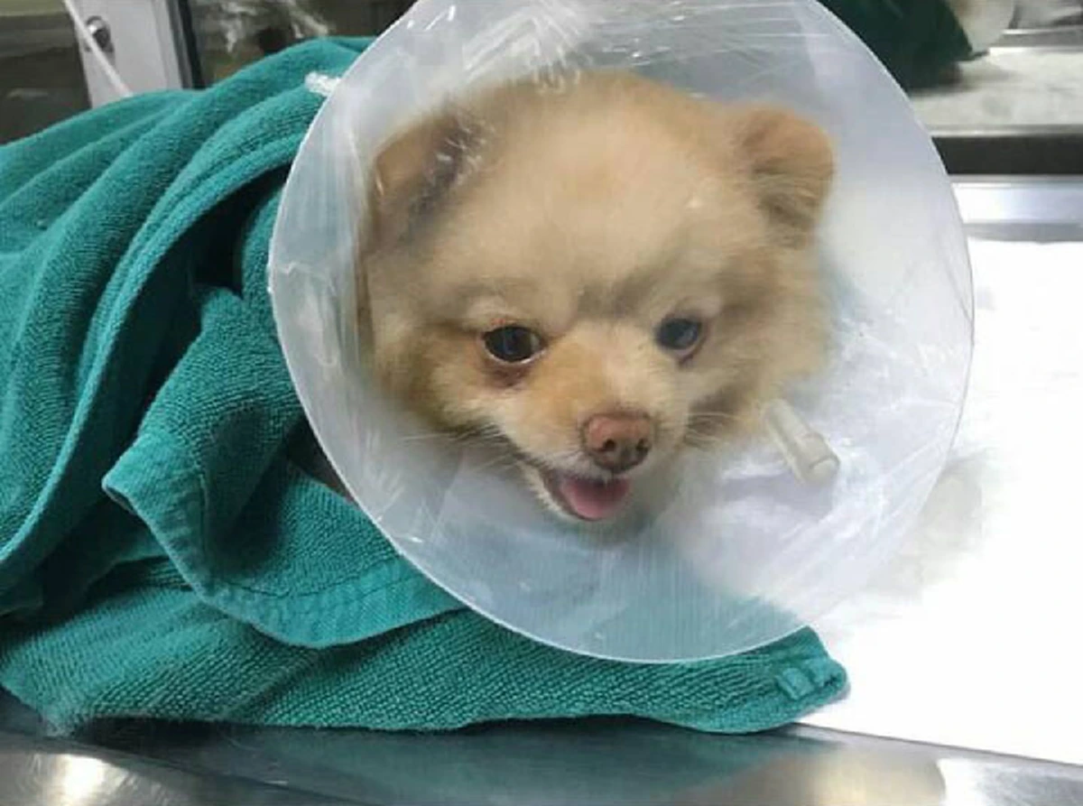 "ต๊ะ พิภู" เศร้า เจ้าตูบแสนรักโดนรุมกัดเจ็บสาหัส แฟนคลับส่งกำลังให้เพียบ