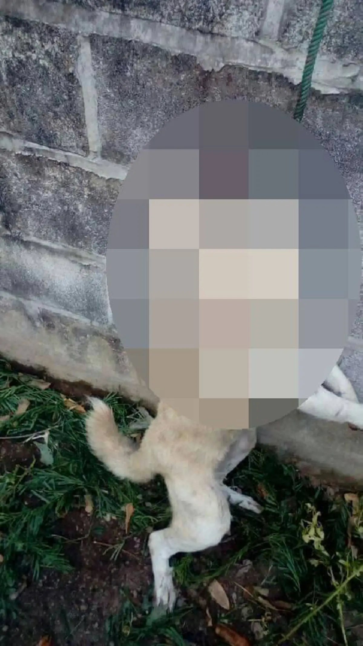 สุนัขโดนกับดัก รีบวิ่งไปหาเจ้าของ หวังให้ช่วย สุดท้ายเชือกรัดคอ จนไร้ลมหายใจ คนทำอ้าง "มันไปกินไก่"