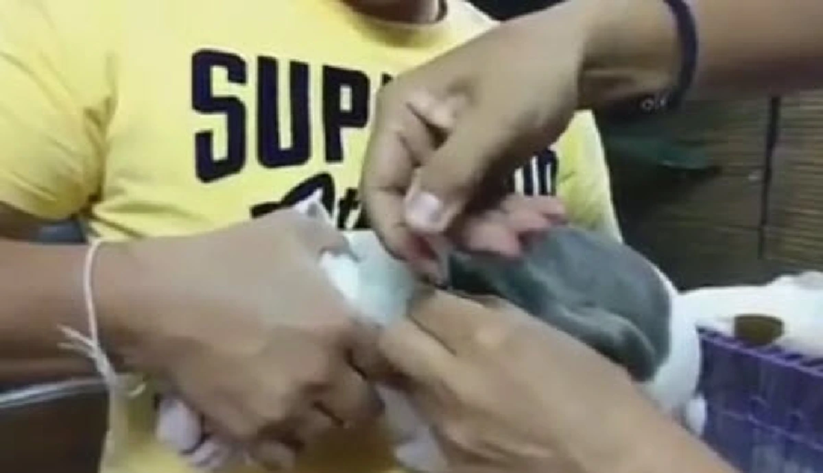 ตรวจสอบด่วนหนุ่มใช้ยาวัวฉีดให้ลูกสุนัข อ้างผลลัพธ์เพื่อให้คนอยากเลี้ยง ถ้าจริงถือเป็นการทรมานสัตว์ วอนผู้รู้แนะนำ!! (ชมคลิป)