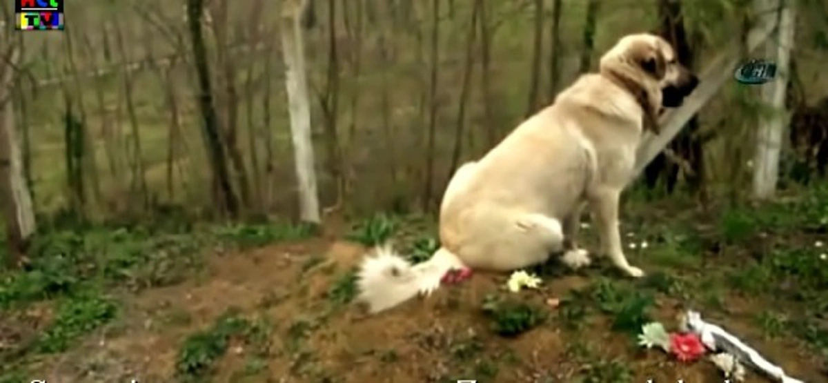 สุนัขแสนรู้สุดอาลัย แม้เจ้าของจากไป ไม่มีวันหวนกลับ