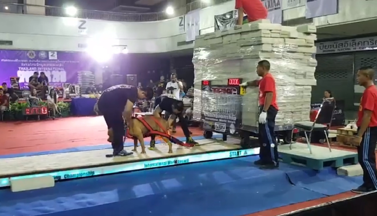 ลุ้นตาม !!! วินาที "สุนัขพิทบูล" แข่งขันลากน้ำหนัก 10,000 กิโลกรัม ชิงแชมป์ประเทศไทย (คลิป)