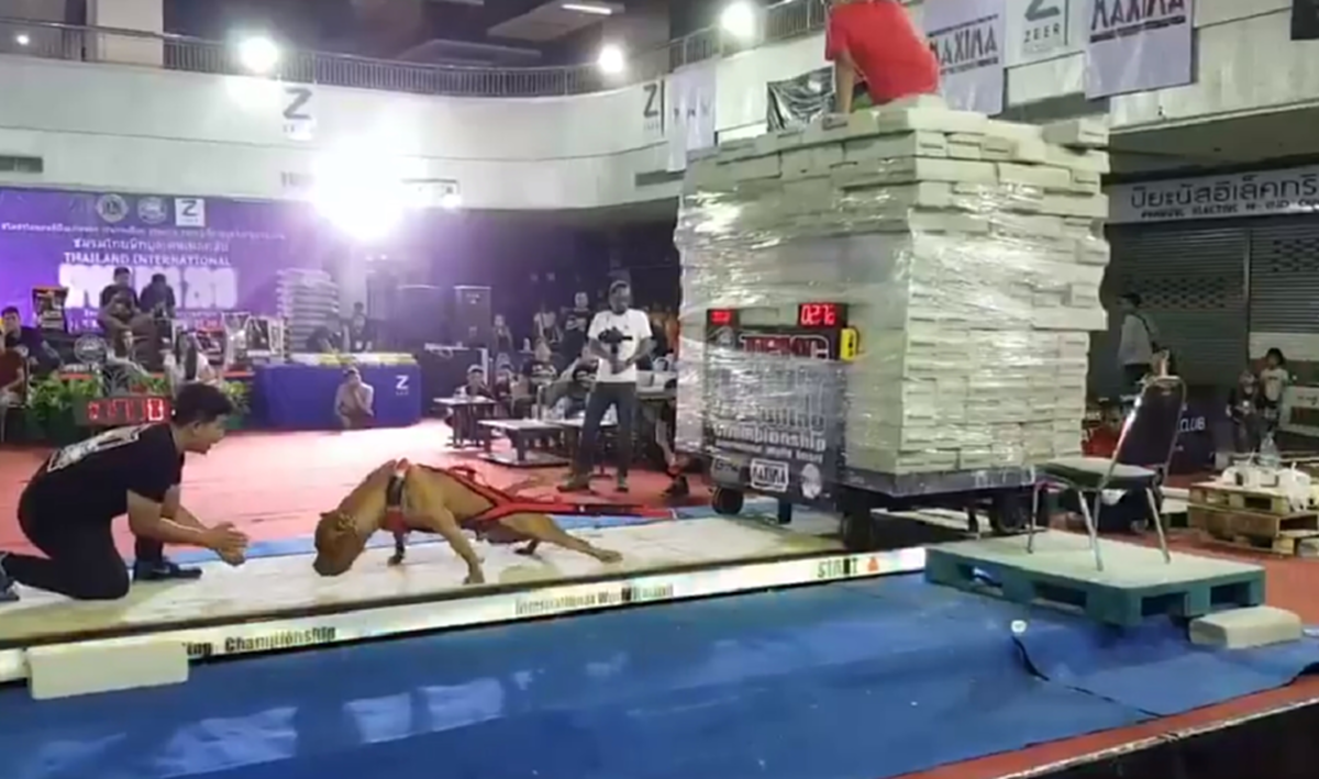 ลุ้นตาม !!! วินาที "สุนัขพิทบูล" แข่งขันลากน้ำหนัก 10,000 กิโลกรัม ชิงแชมป์ประเทศไทย (คลิป)