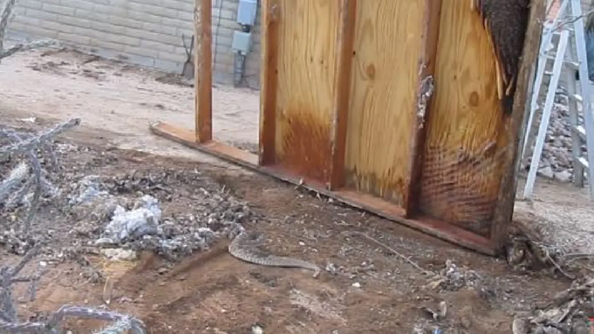 สุดสยอง!!! จะเกิดอะไรขึ้นเมื่อ "ฝูงผึ้ง" นับร้อยตัว! รุมเกาะอยู่บนหลัง "งูหางกระดิ่ง" ผู้โชคร้าย เห็นแล้วขนลุก!!?