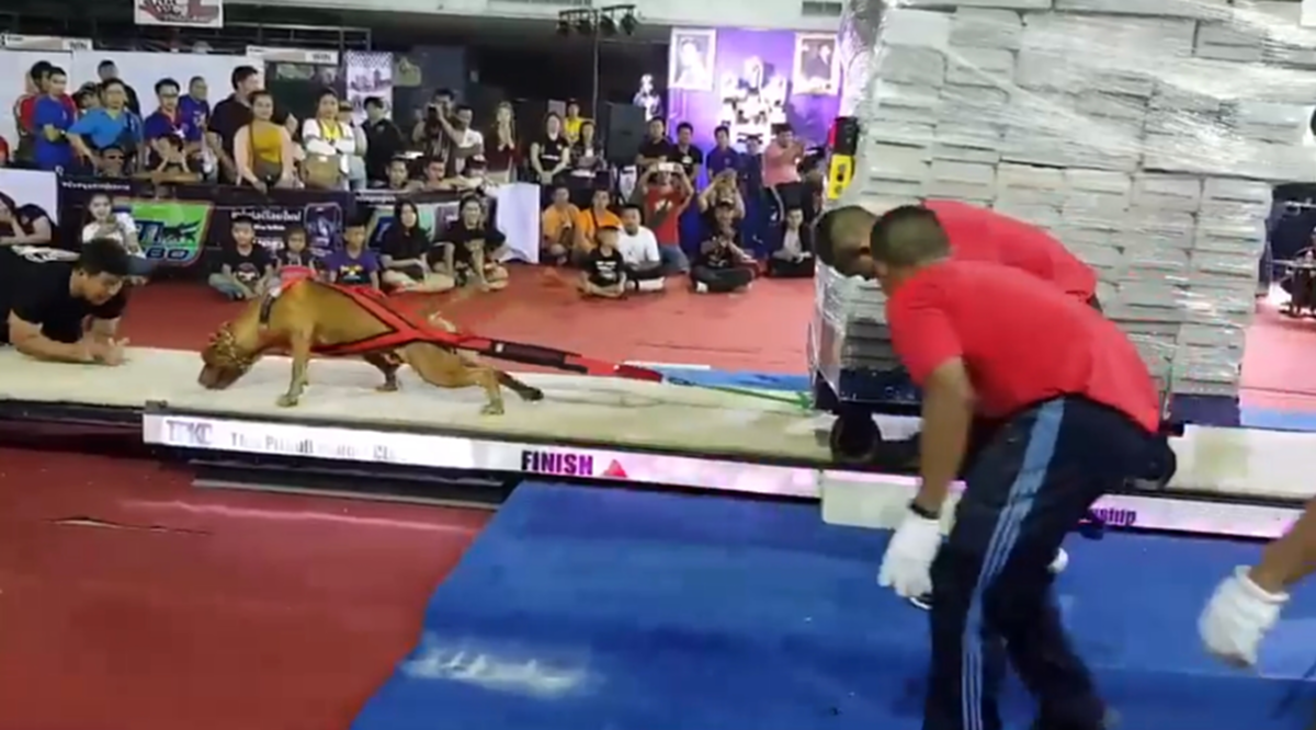 ลุ้นตาม !!! วินาที "สุนัขพิทบูล" แข่งขันลากน้ำหนัก 10,000 กิโลกรัม ชิงแชมป์ประเทศไทย (คลิป)